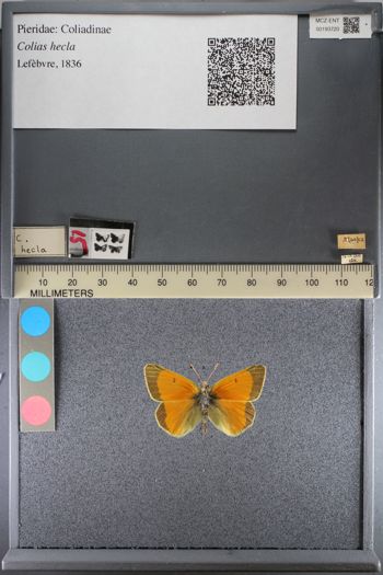 Media type: image;   Entomology 193720